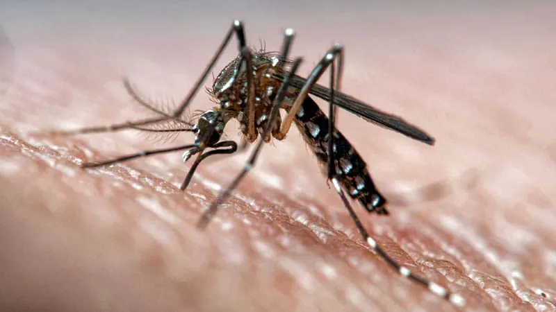 Mosquito-borne diseases are no longer just a tropical problem — Europe is the new hotspot