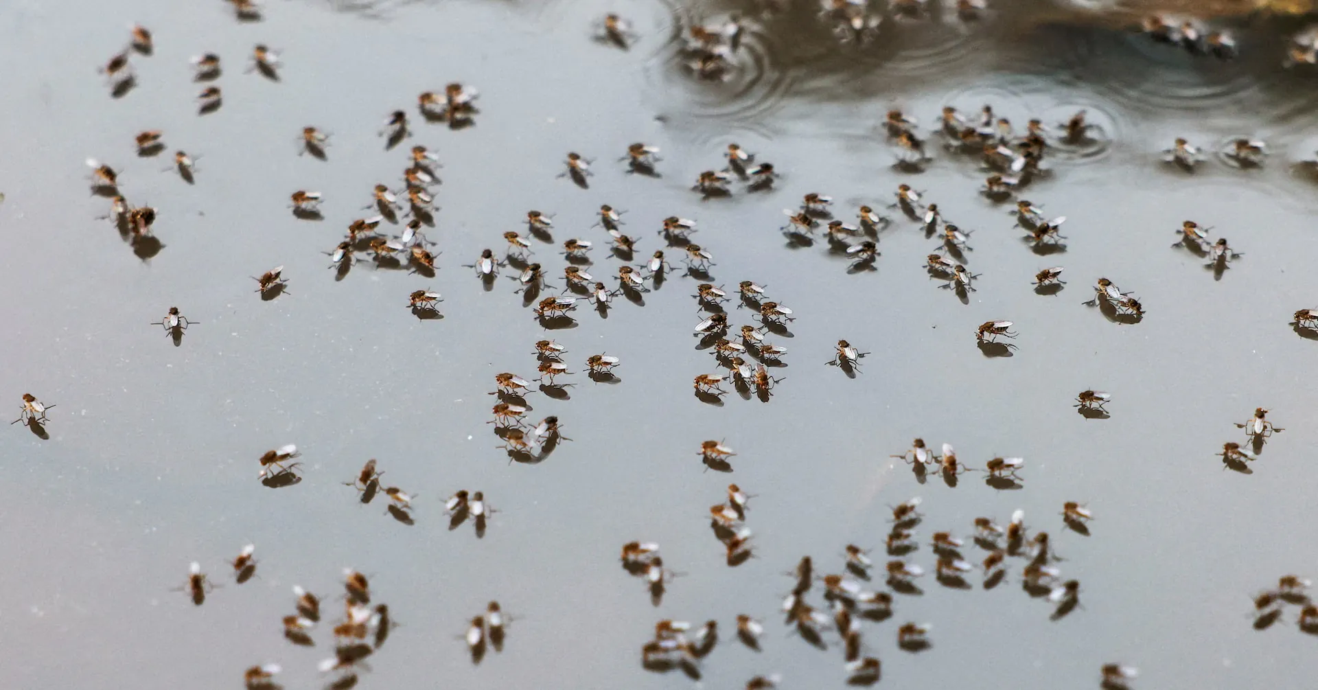 Bangladesh braces for a major dengue surge this summer