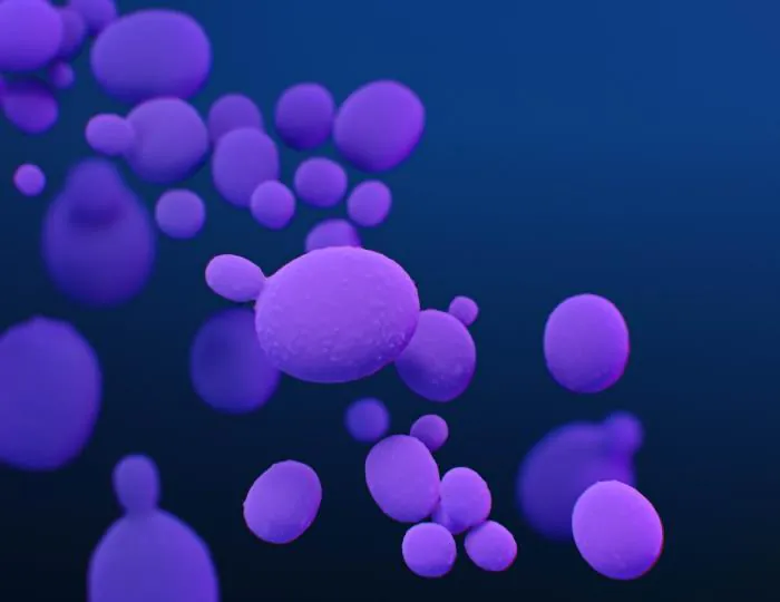 WHO releases blueprint to fight fungal diseases as Candida auris cases double in the US