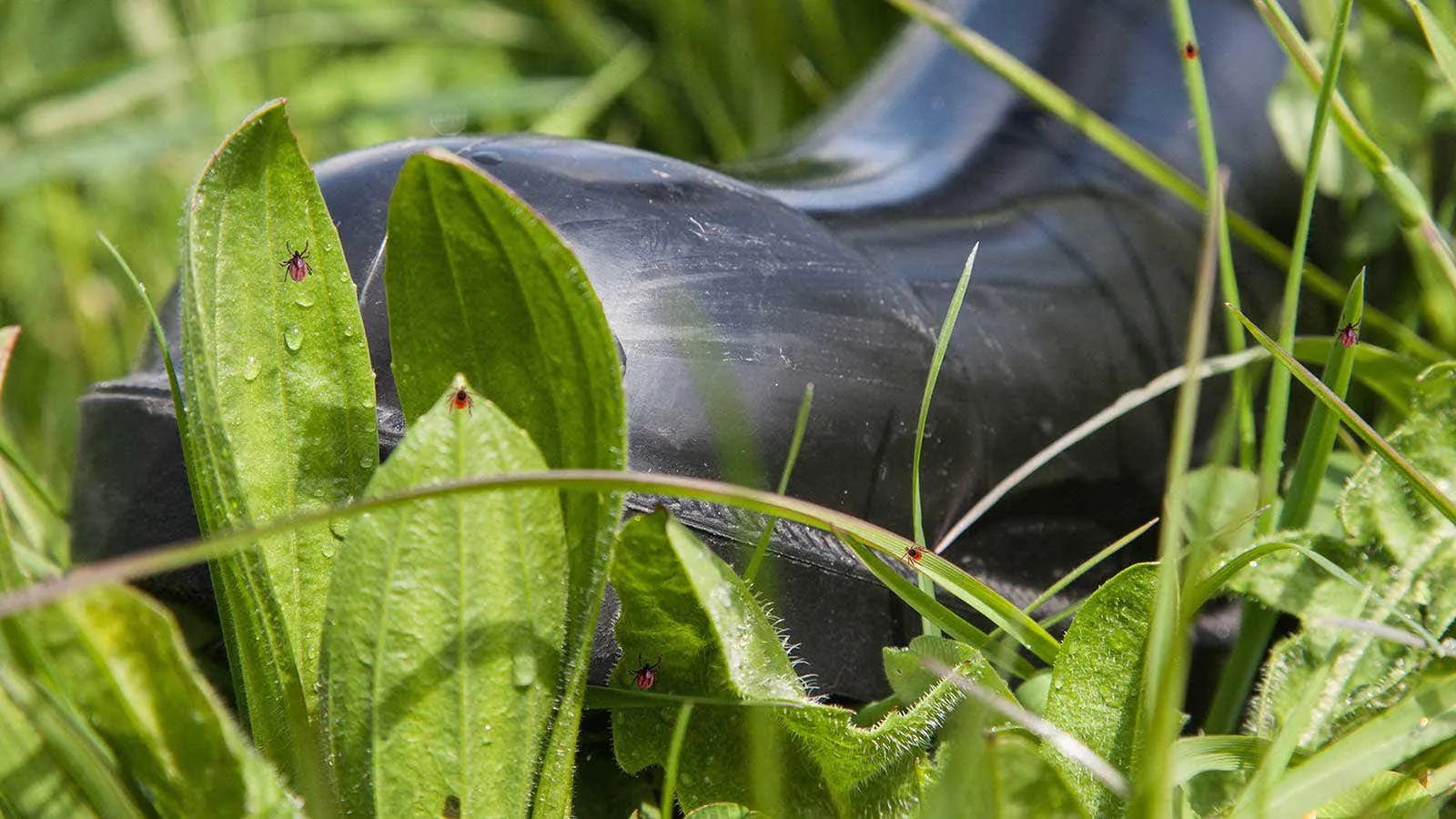 A Lyme disease vaccine is on the horizon — but will high-risk groups actually take it?