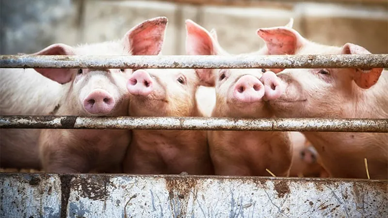 Pig-derived corneal grafts could be the answer to a global donor shortage