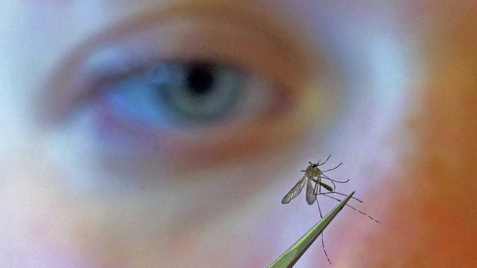 West Nile virus is off to its worst start in over 20 years — here's what the CDC wants you to know
