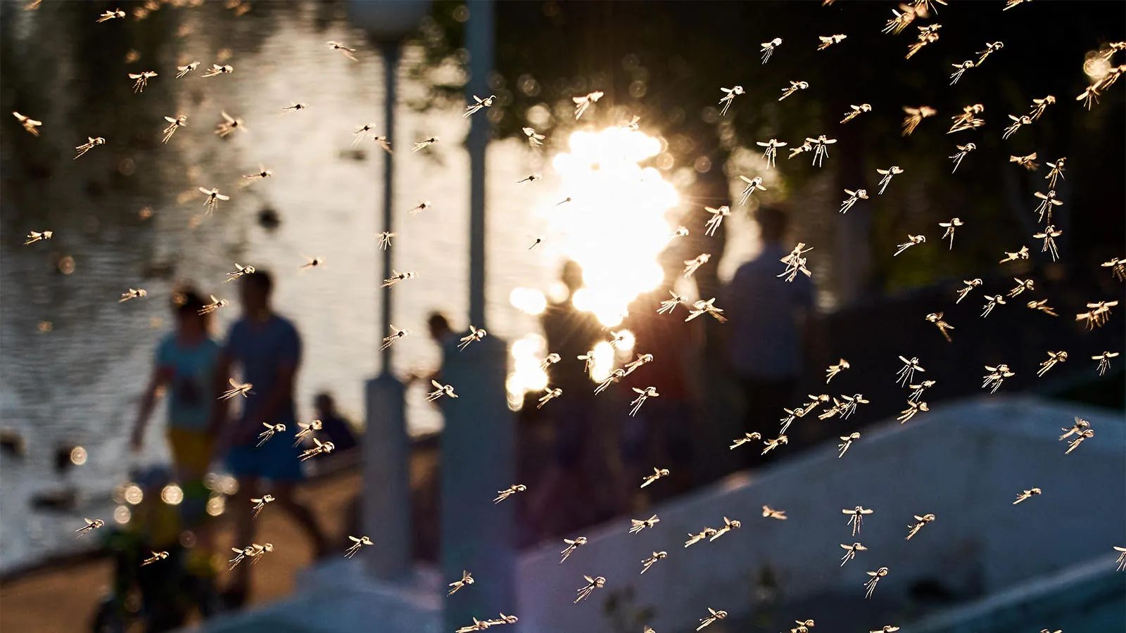 Mosquitoes are spreading into new territories — and our health systems aren't ready