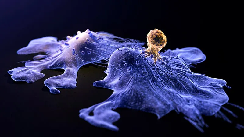 Regulatory T cells could replace lifelong immunosuppressants — here's where the science stands