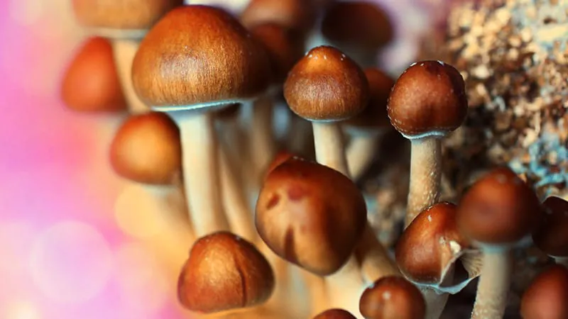 Psilocybin therapy puts severe PTSD into remission for most veterans in pilot study