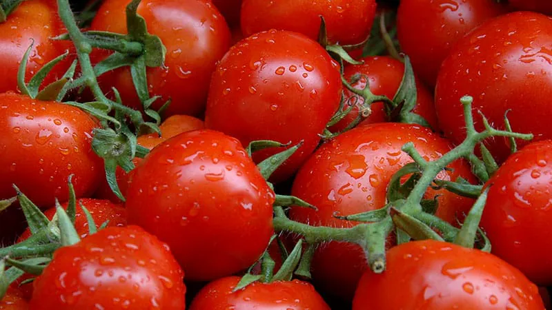 Tomatoes may help reduce liver fat in MASLD patients, small trial finds