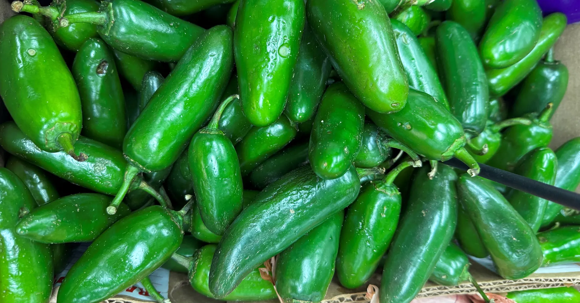 Jalapeño-linked salmonella outbreak spreads to 32 states with 431 cases
