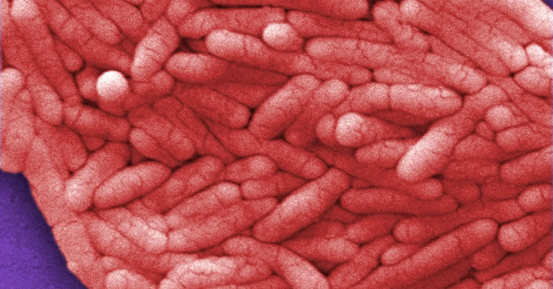 Belgium's record salmonella outbreak: Over 300 sickened from contaminated eggs