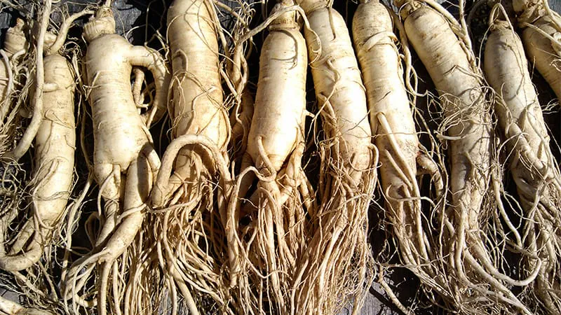 Ginseng's health claims vs. reality: What the evidence actually shows