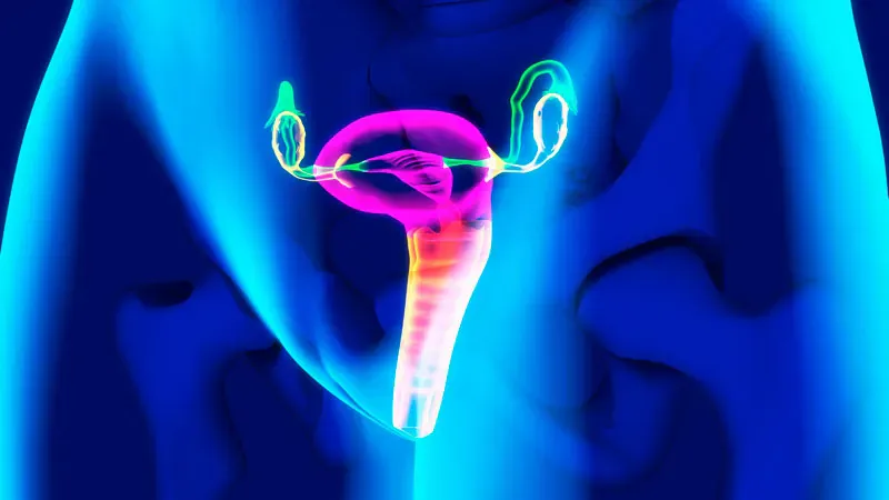 The ovary may hold the key to human longevity