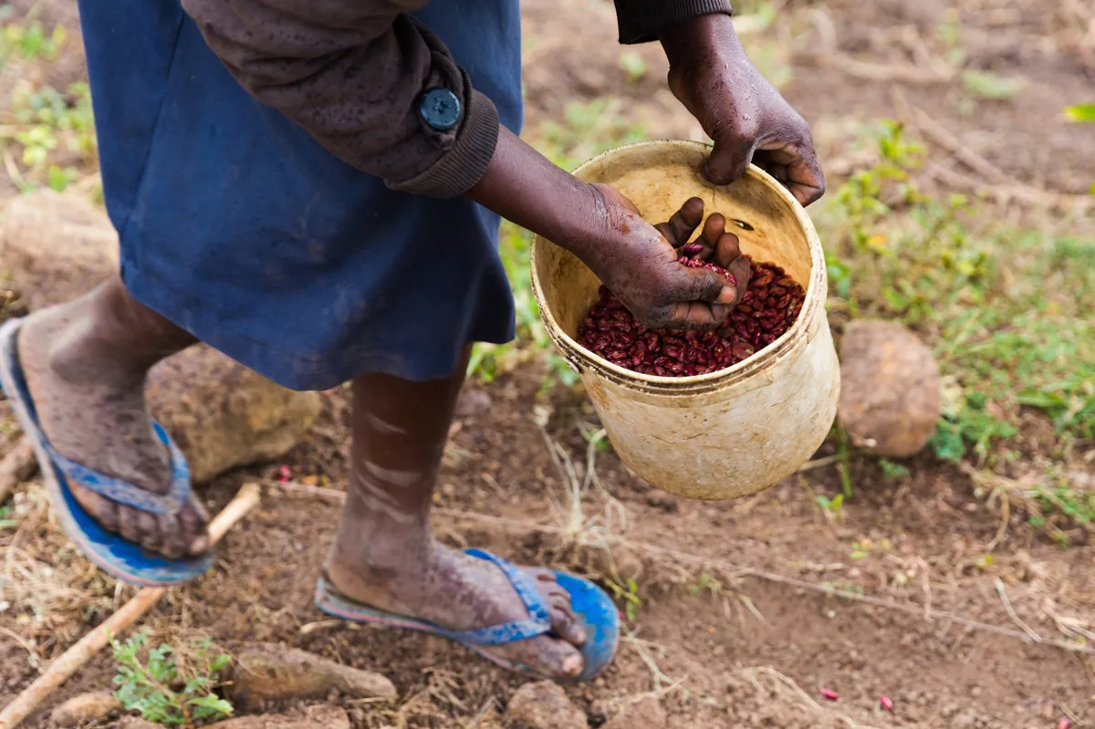 Africa is growing more tobacco while the rest of the world cuts back