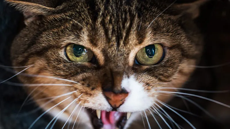 Your patient has a cat — here's what infections to watch for
