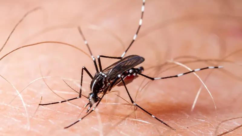 Dengue + blood thinners = a risky combo