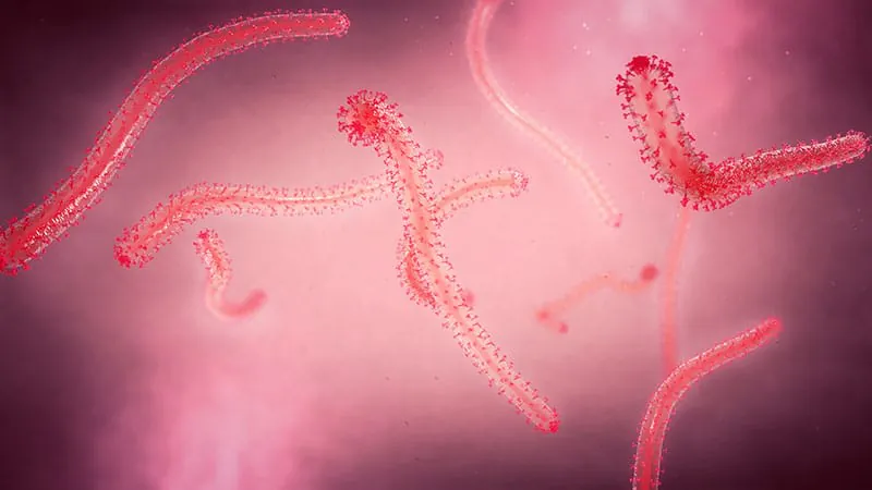 Hantavirus at sea and Ebola in Africa expose dangerous gaps in global outbreak readiness