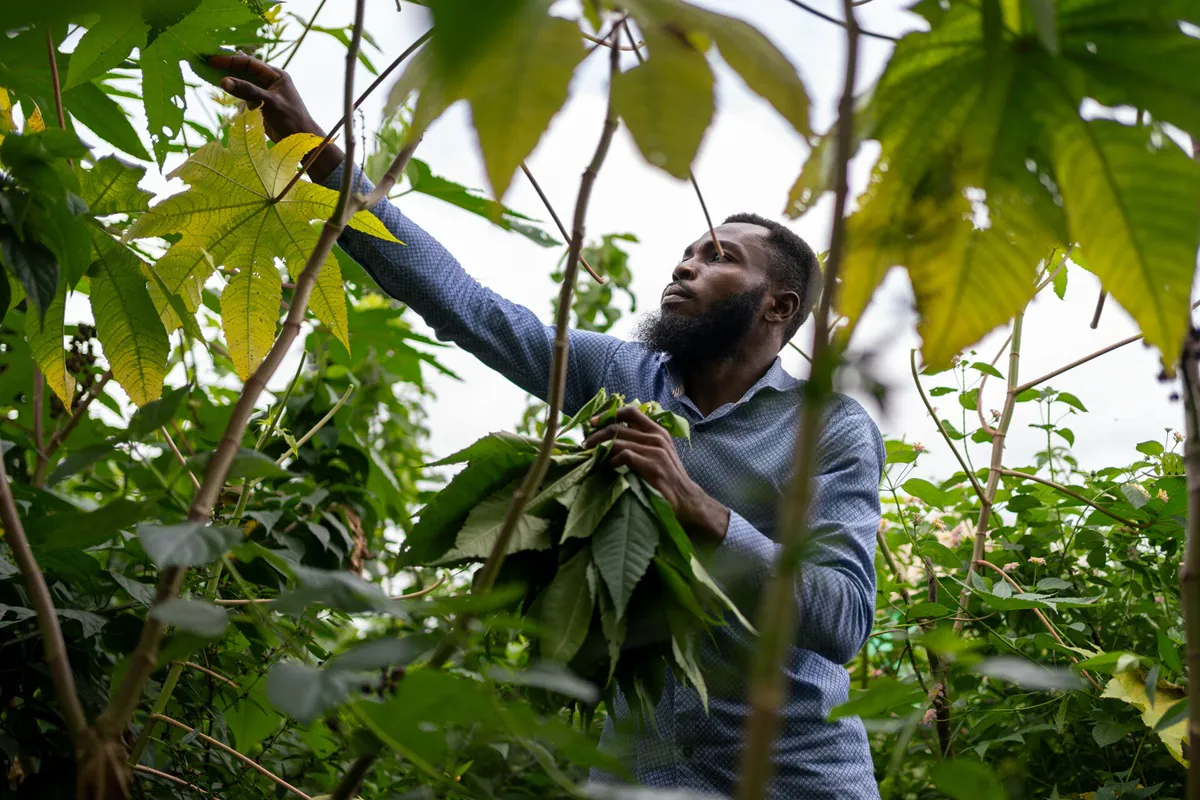 BRICS nations make traditional medicine a global health priority