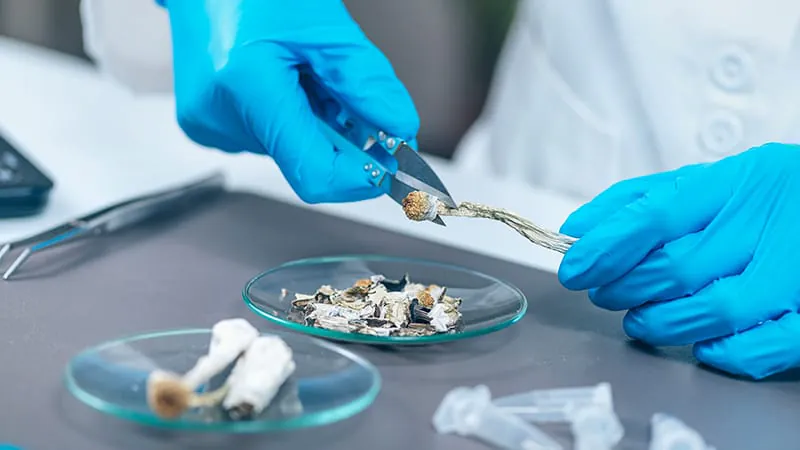 Psilocybin shows promise in preventing chemo-induced nerve damage