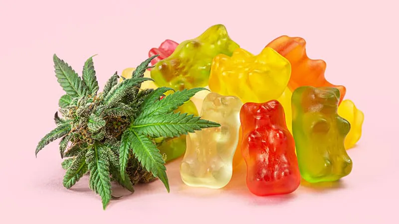 Cannabis edibles can impair driving even when blood THC stays below legal limits