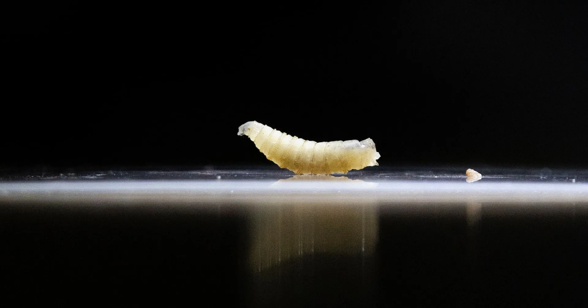 New World screwworm spreads to horses as U.S.-Mexico livestock trade hangs in the balance