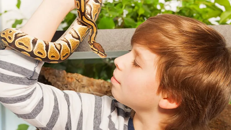 Your pet reptile might be making you sick — and doctors could be missing it