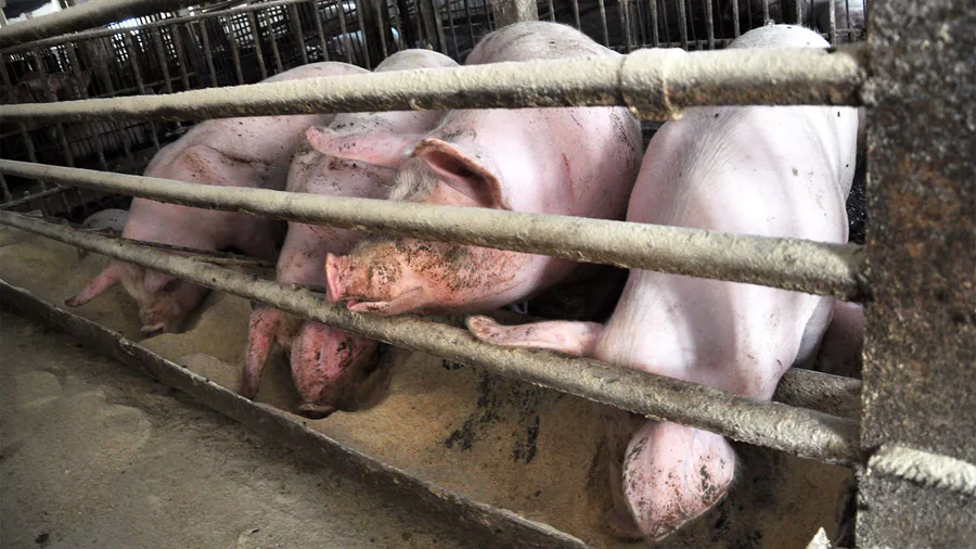 The antibiotic resistance crisis has a farm problem — and clinicians have more power than they think