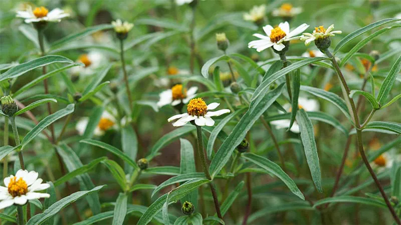 Green spaces near your home may help protect your brain from dementia