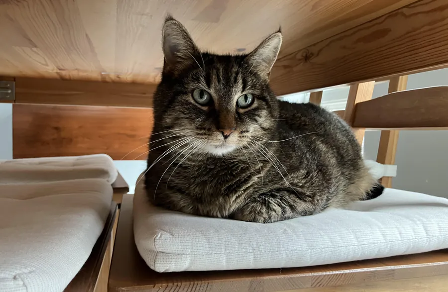 Cat owners, relax: Your feline friend is unlikely to give you Giardia