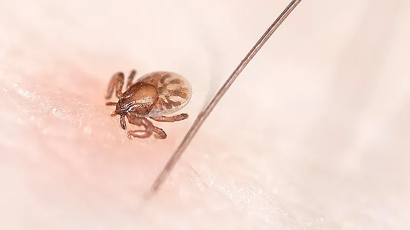 A new Lyme disease vaccine shows promise for kids — and could finally fill a two-decade gap