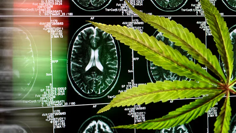 Medical cannabis falls short as an insomnia remedy, major review finds
