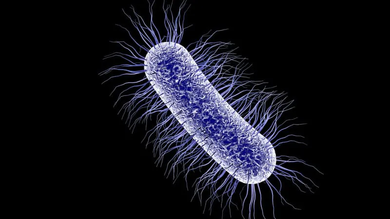 E. coli vaccine flops in phase 3 trial for older adults