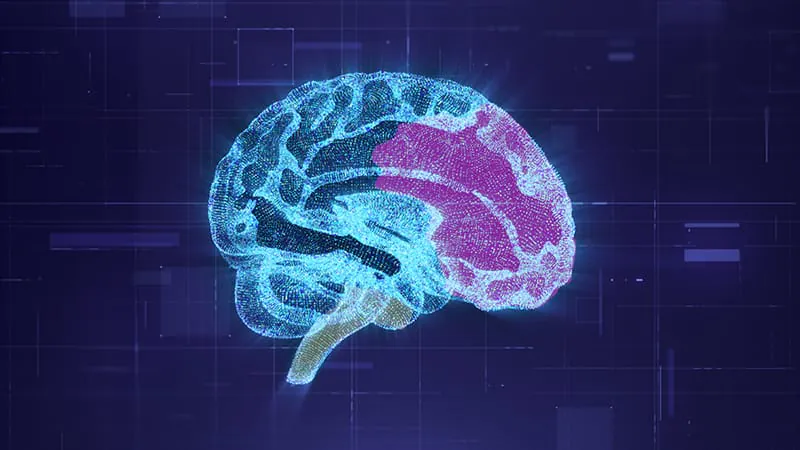 Your brain might actually be two organs fused together — and it changes everything