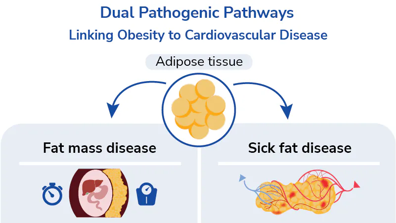 Obesity's double threat: Two distinct pathways driving heart disease