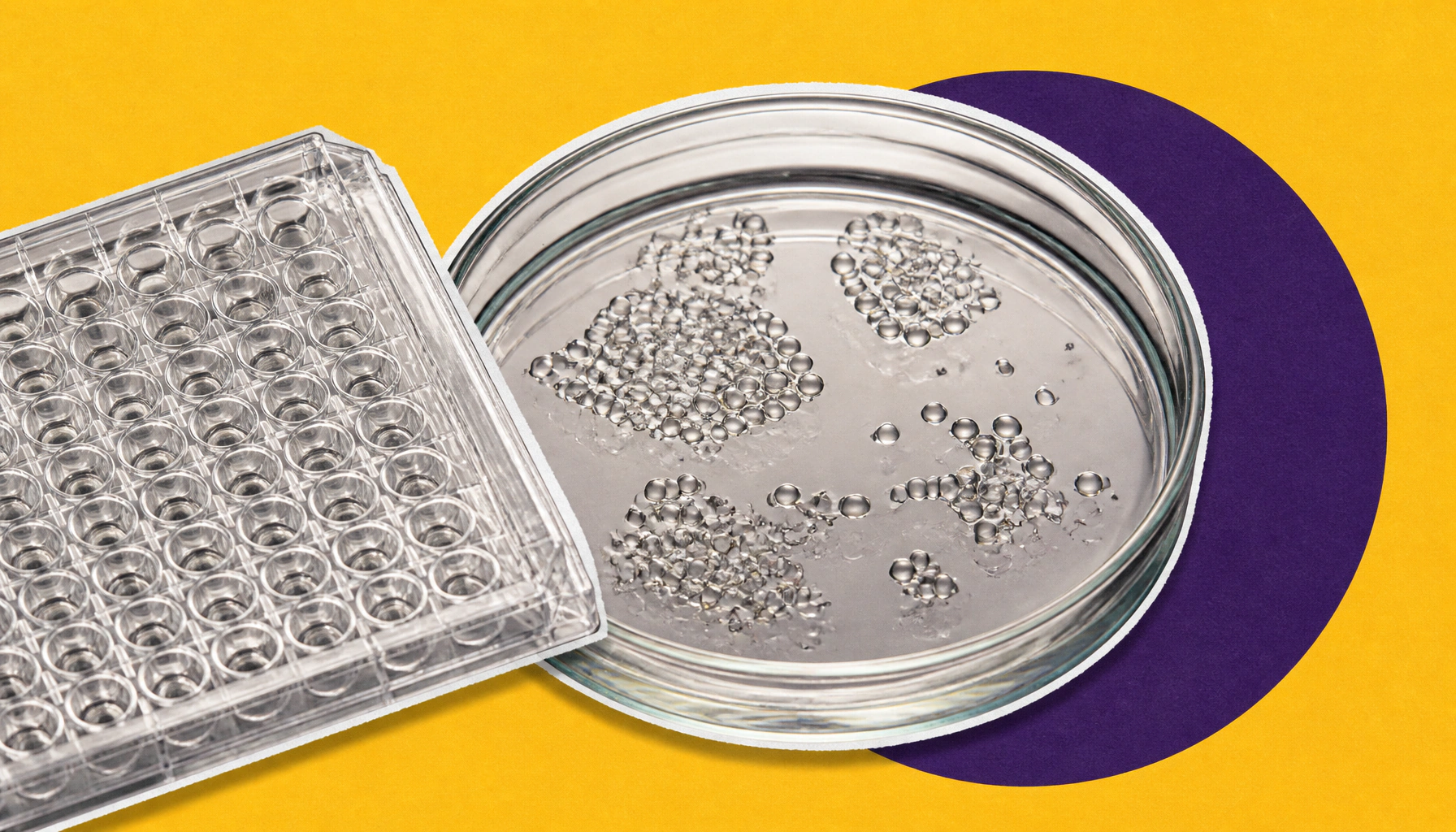 New biosensor technology lets scientists track elusive lipid molecules inside living cells