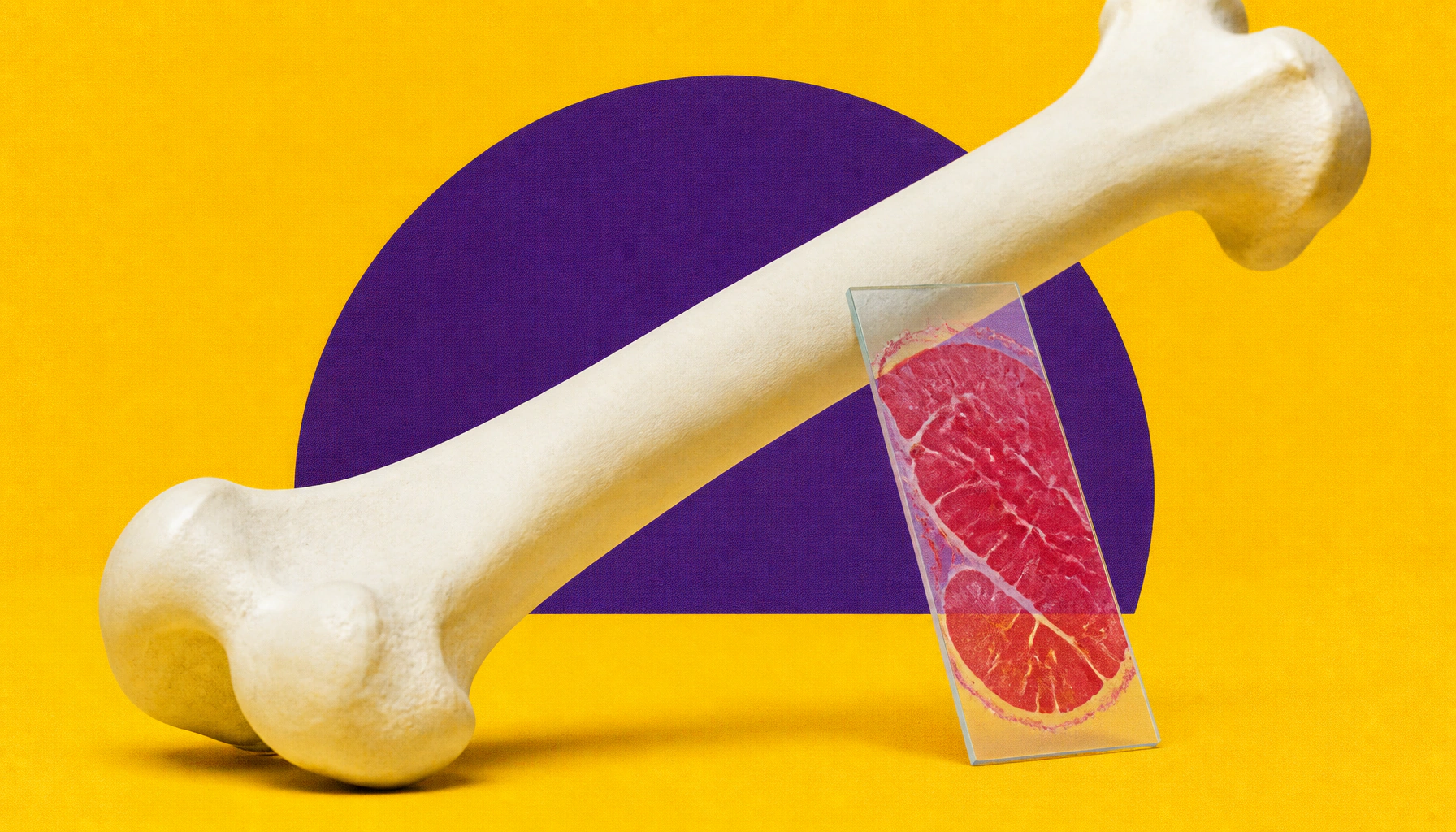 Scientists map the hidden conversations between bone and muscle cells
