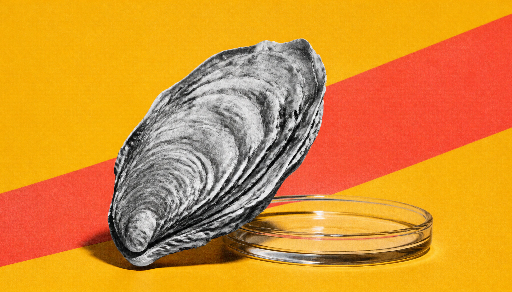 Oysters on the menu: Pacific oyster extract shows promise against intestinal inflammation