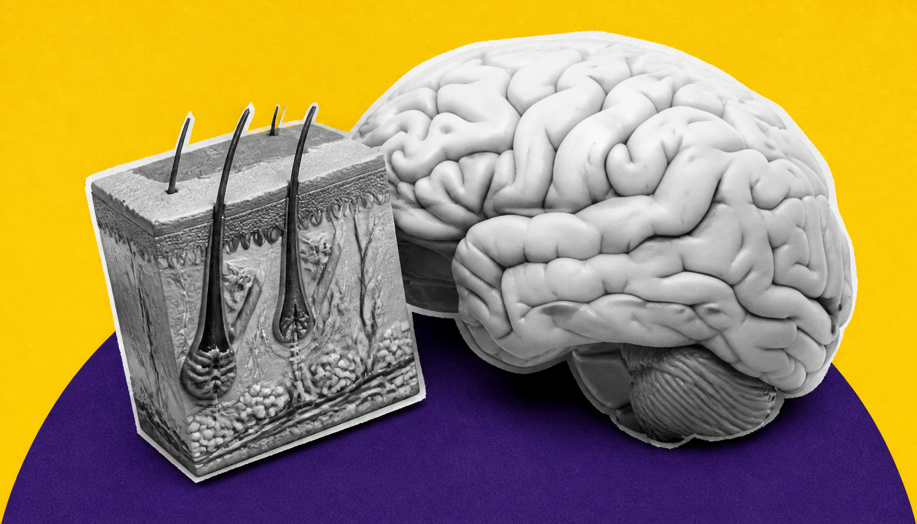 The brain-skin connection: Why older adults are especially vulnerable to psychocutaneous diseases