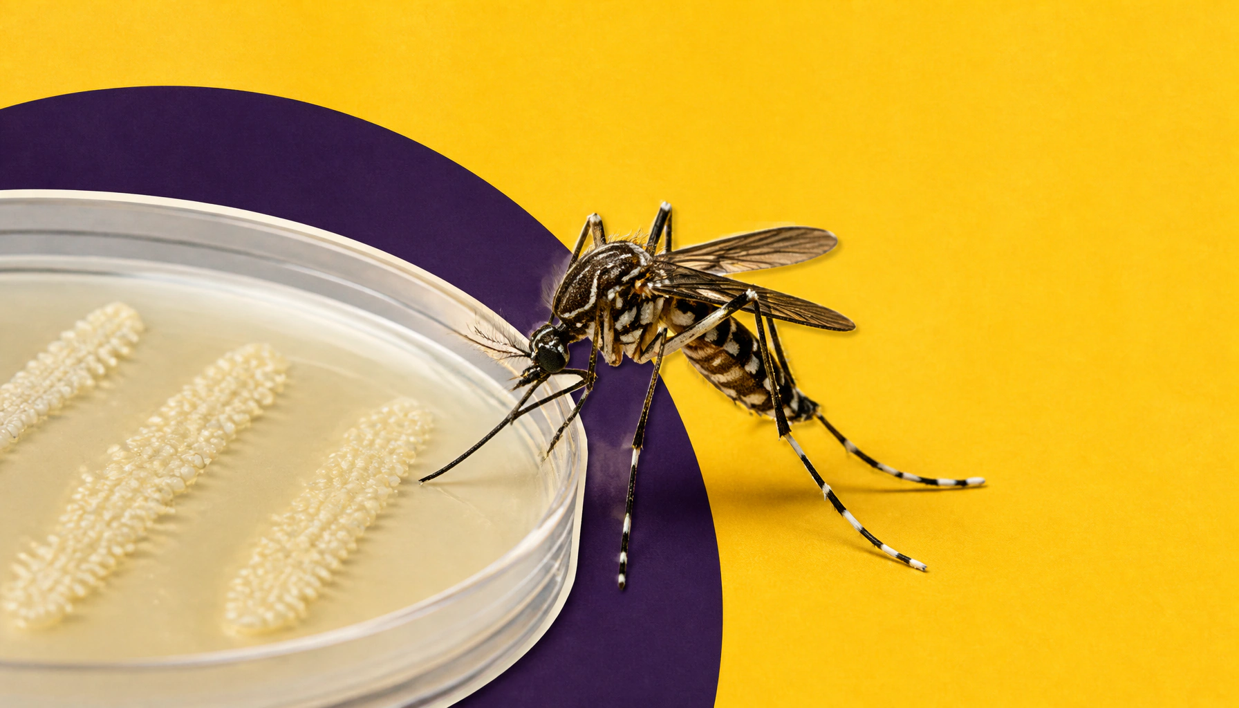 Your skin microbiome determines which mosquito species wants to bite you