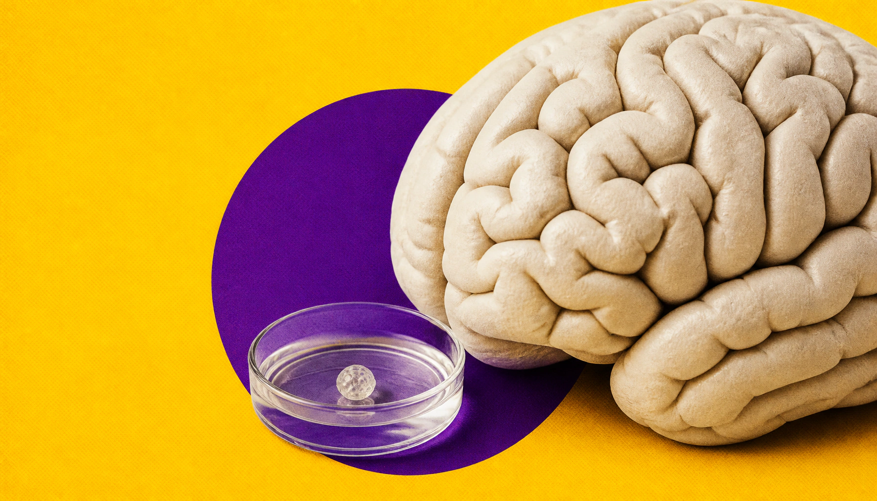 Brain organoids survive for over 5 years — and keep developing like a real human brain
