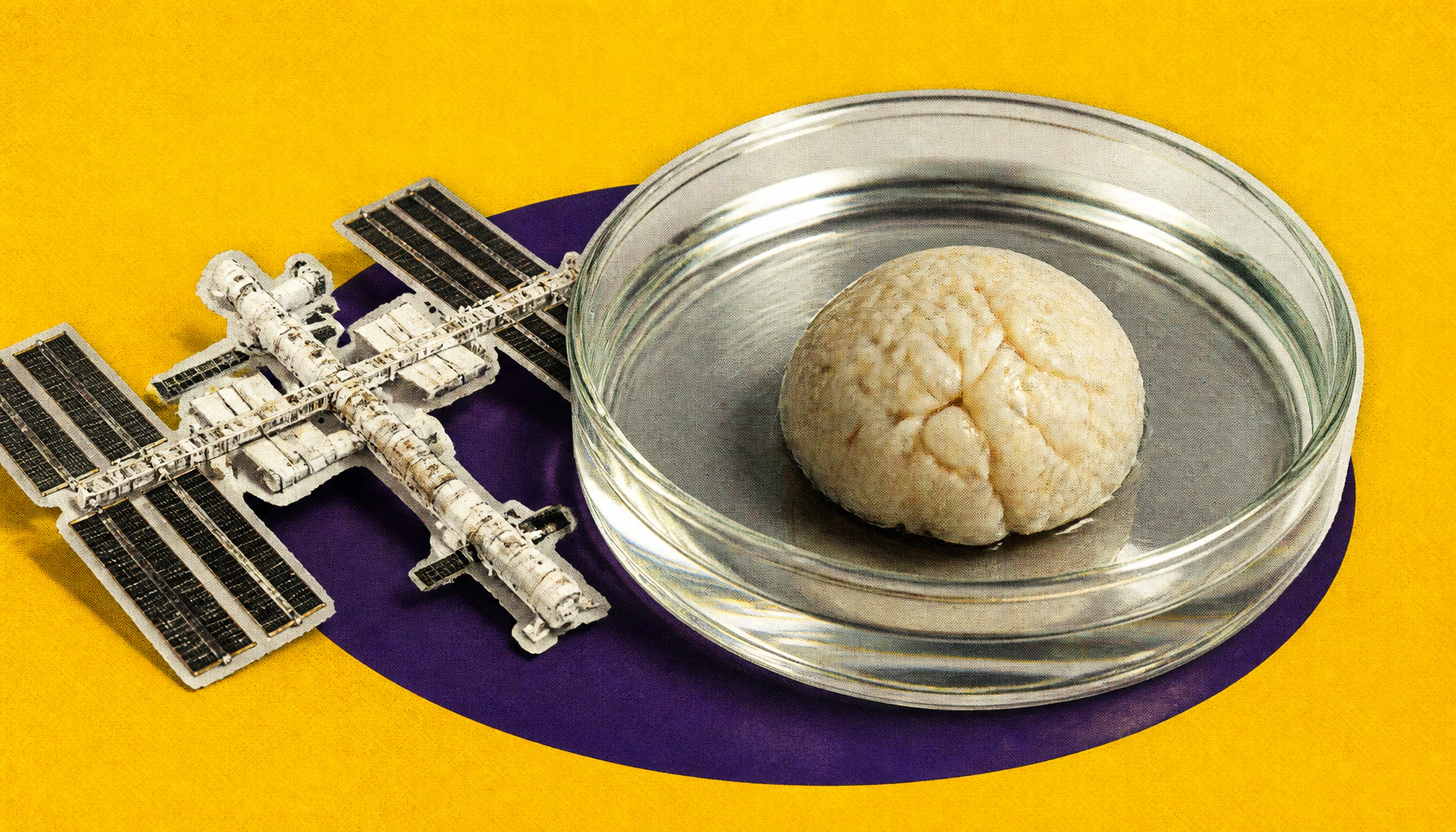 Space-grown brain organoids are accelerating treatments for neurological diseases