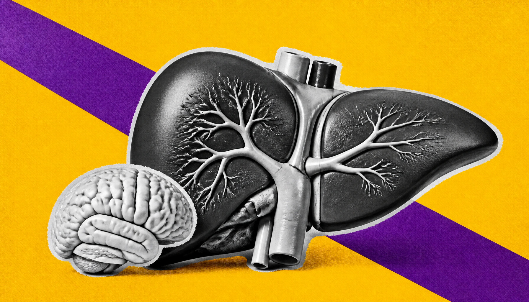 Weight-loss hormone GDF15 found to fight liver inflammation through a surprising brain-liver pathway