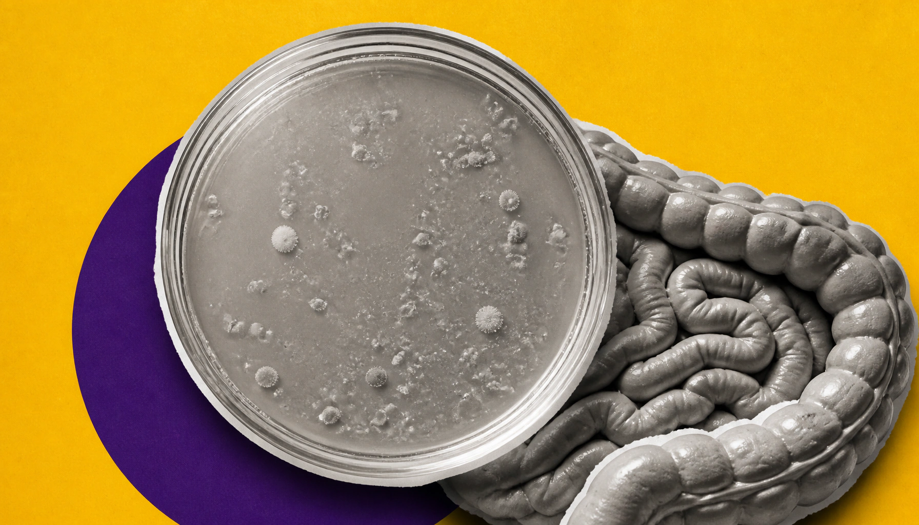 Scientists create the most comprehensive map of gut bacteria interactions yet