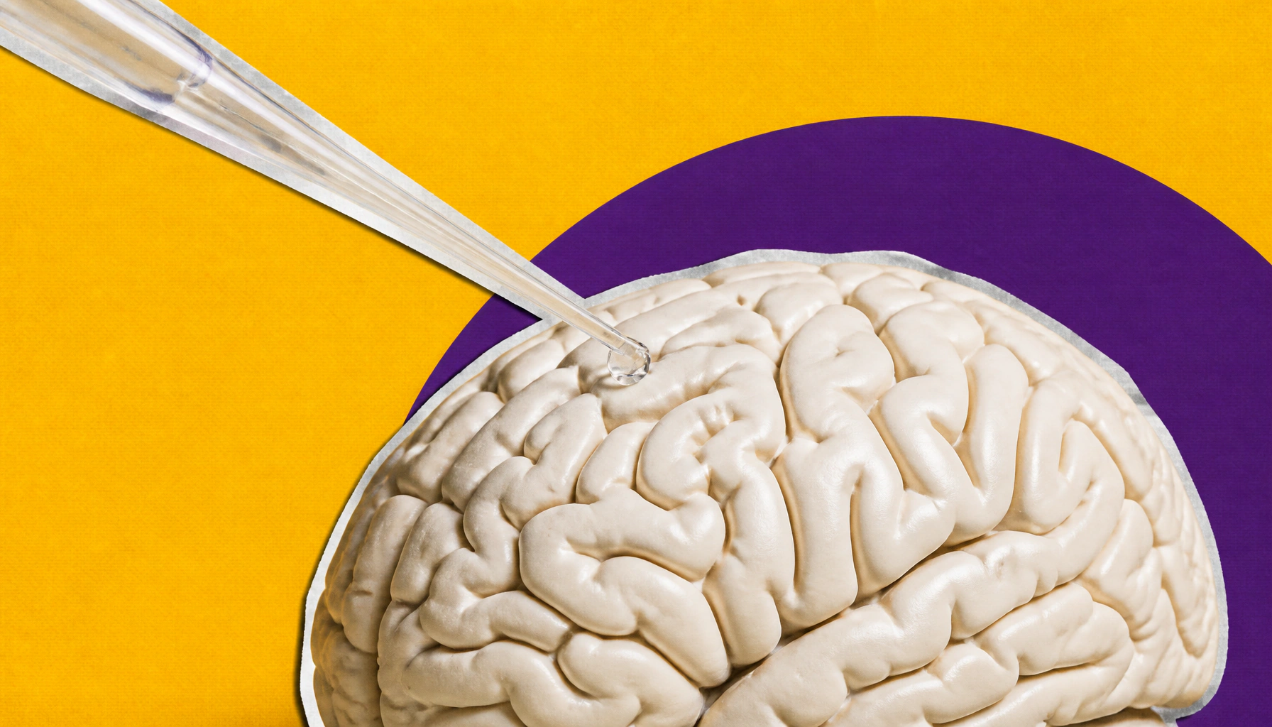 UCLA uncovers the hidden forces shaping the human brain before birth