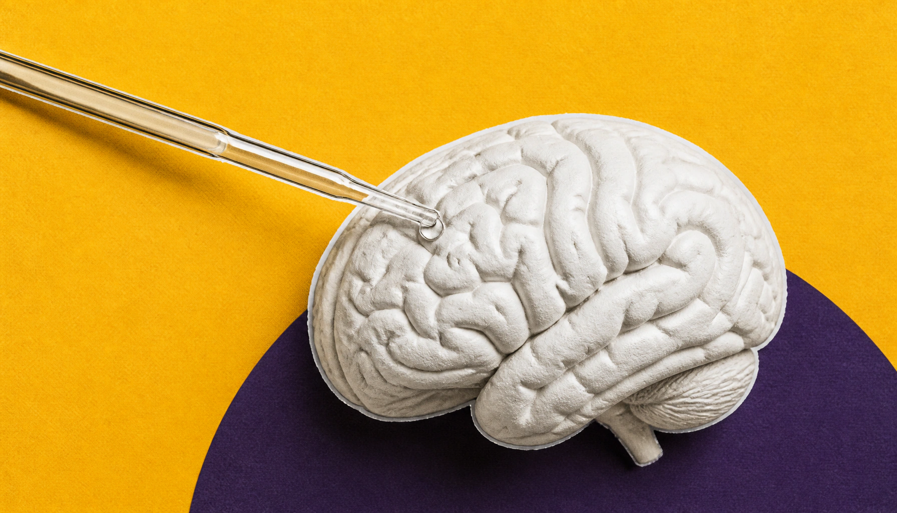 How the brain builds itself: UCLA uncovers two hidden forces guiding early development