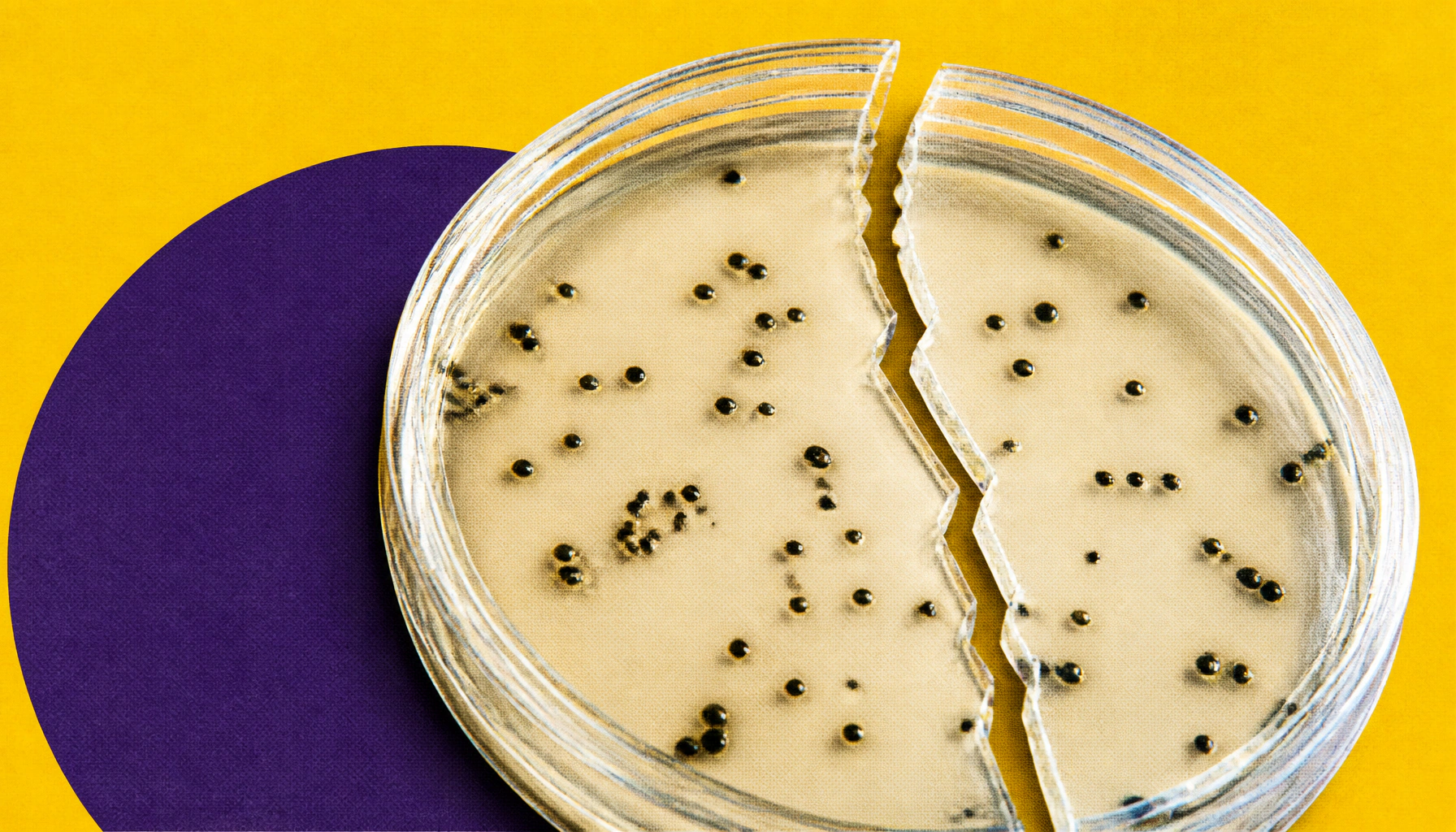 Scientists crack the code on how drug-resistant bacteria build their armor