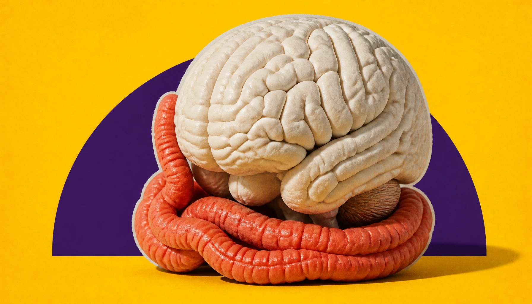 Your gut may be quietly guarding your brain