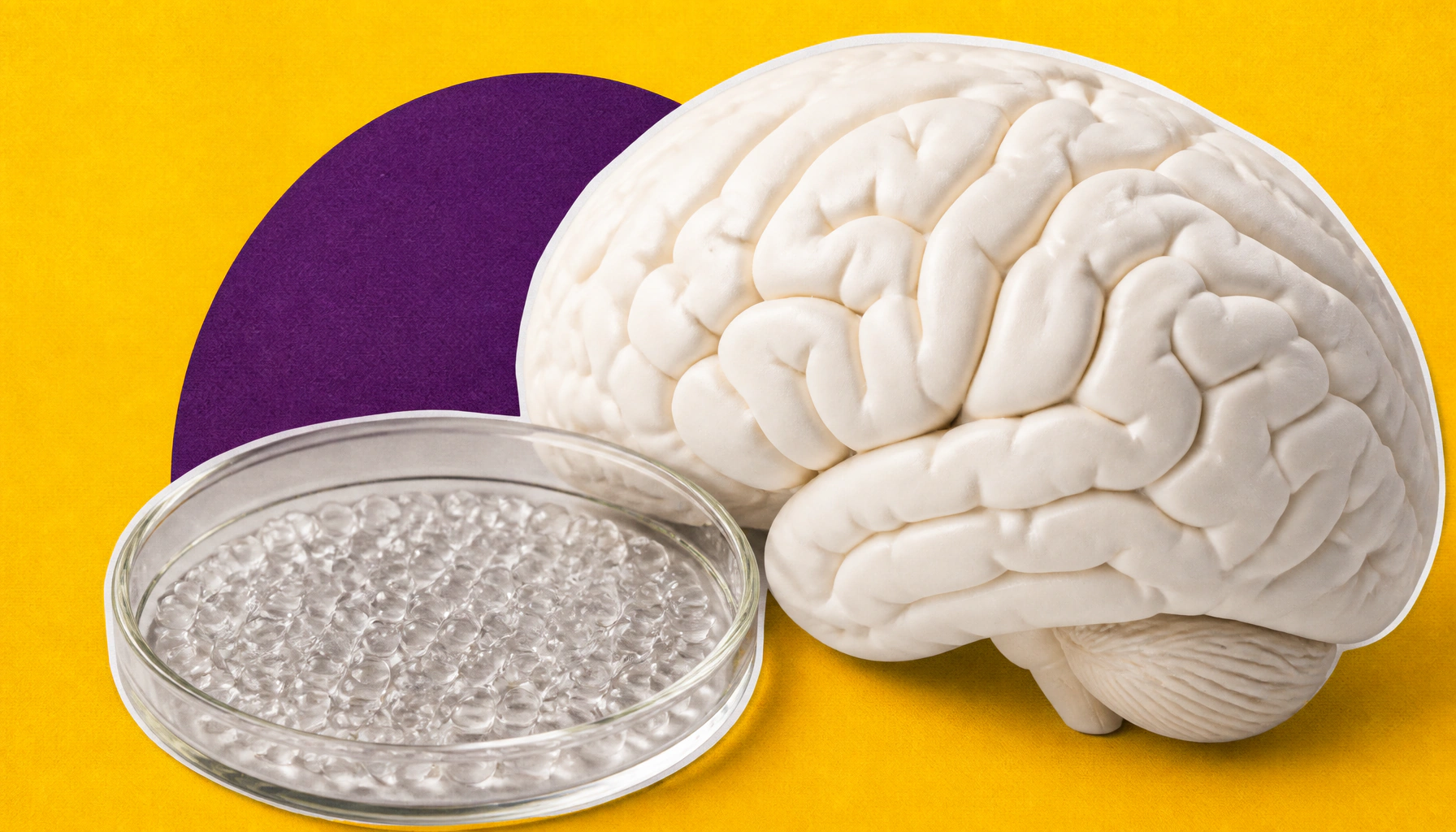 Scientists crack the code on how neurons read their longest, most complex genes