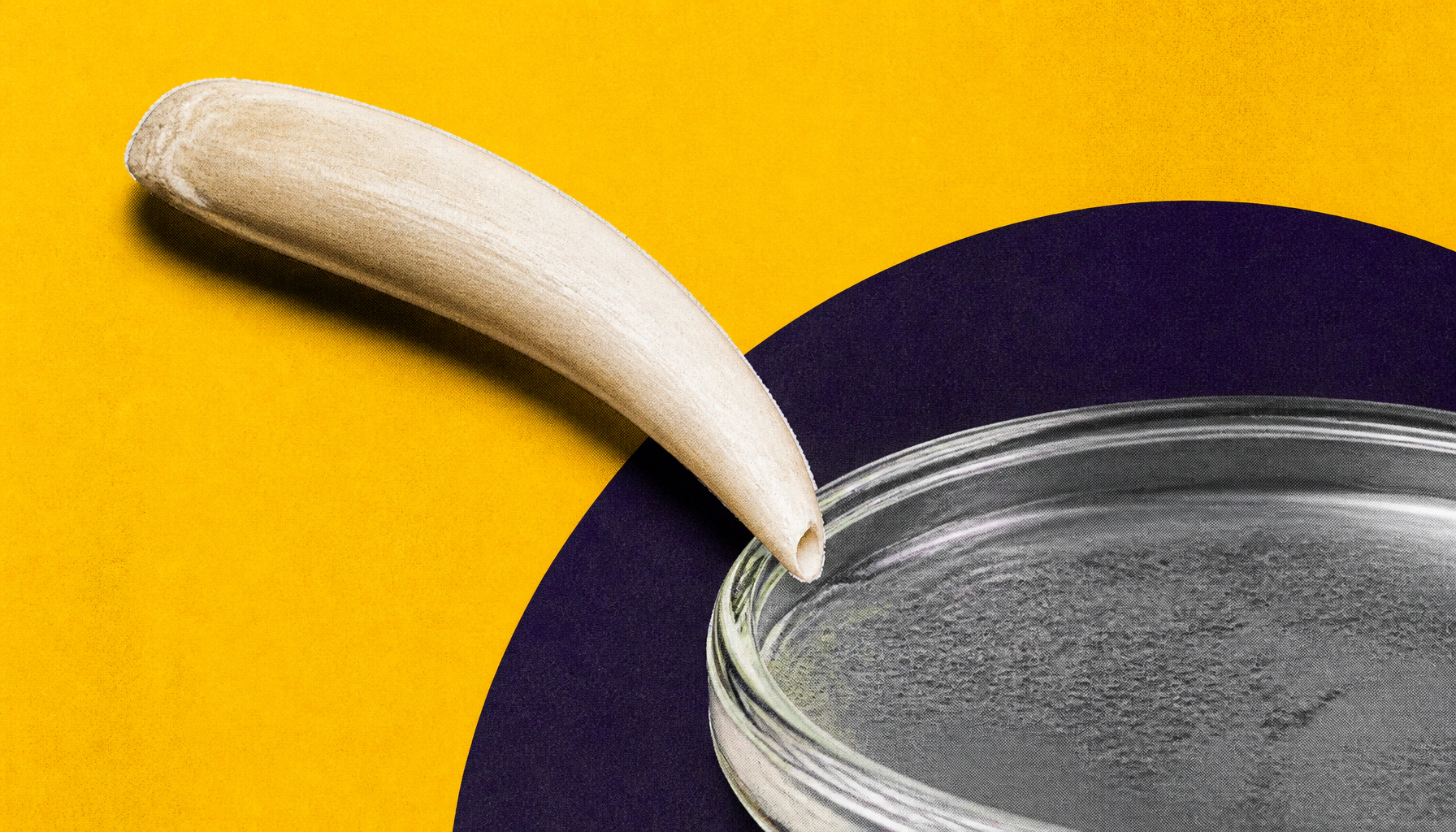 Cobra venom inspires new antimicrobial peptide candidates in the fight against drug-resistant bugs