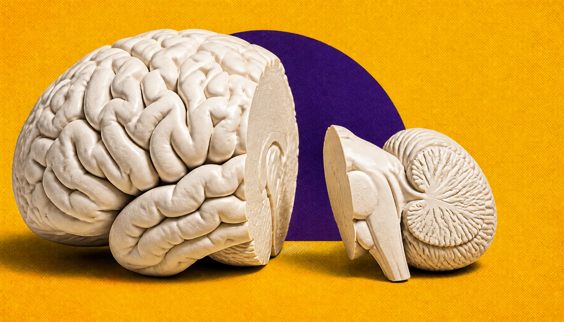 The brain is actually two organs — and this discovery could change how we treat ALS and SMA