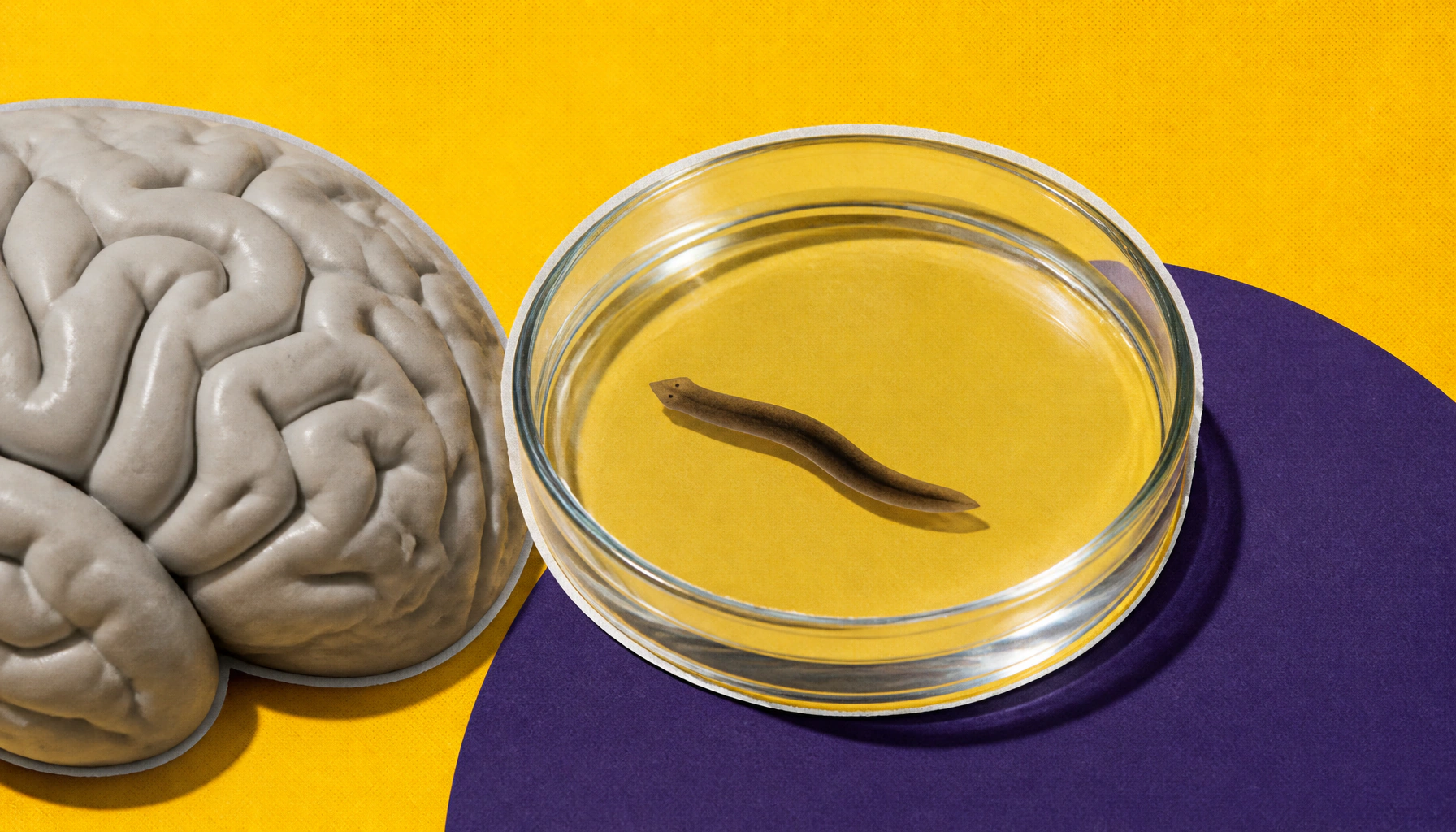 Flatworm genes may hold the key to regrowing human brain cells