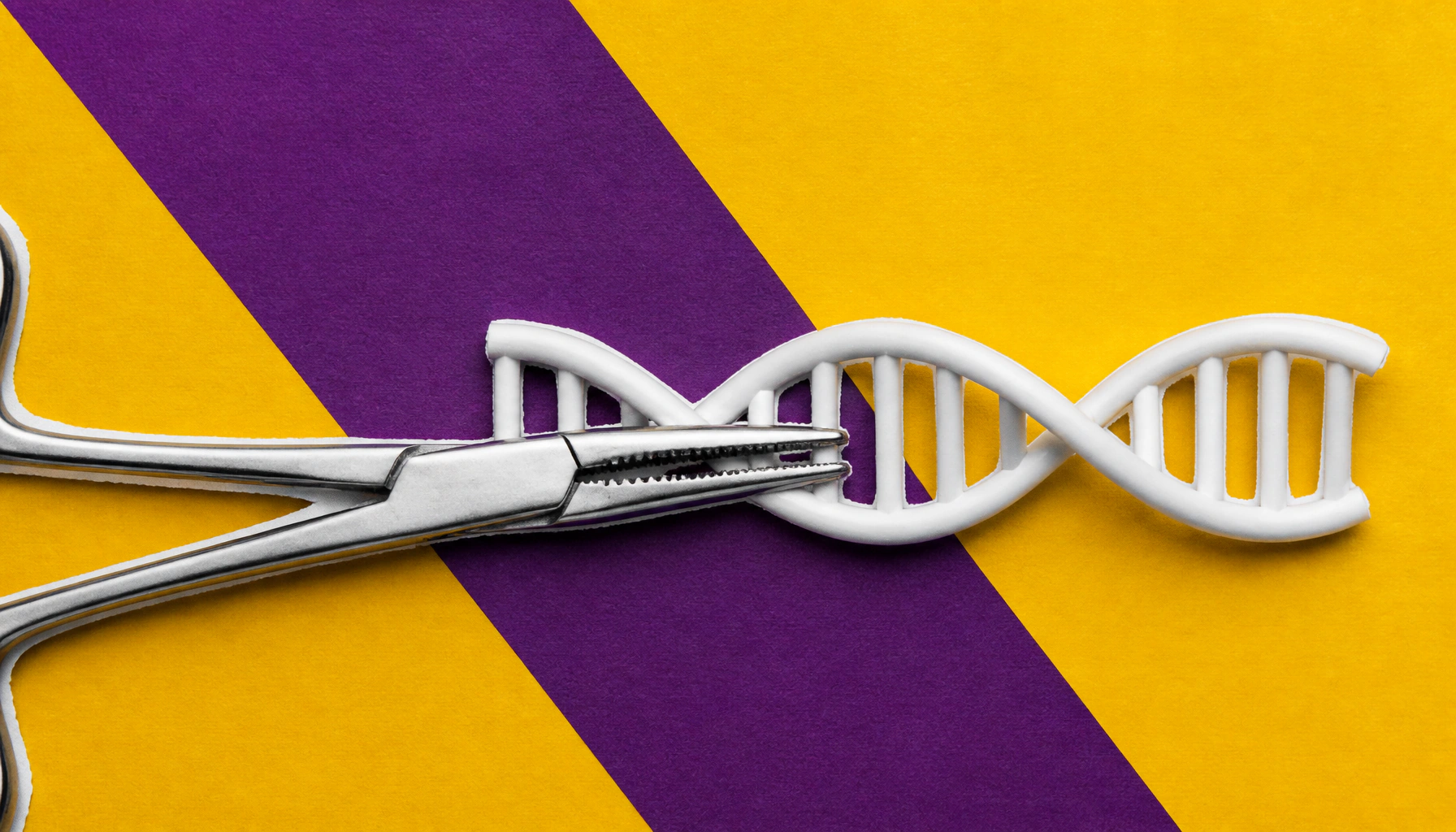 Meet cohesin: the protein bodyguard keeping your DNA safe during cell division