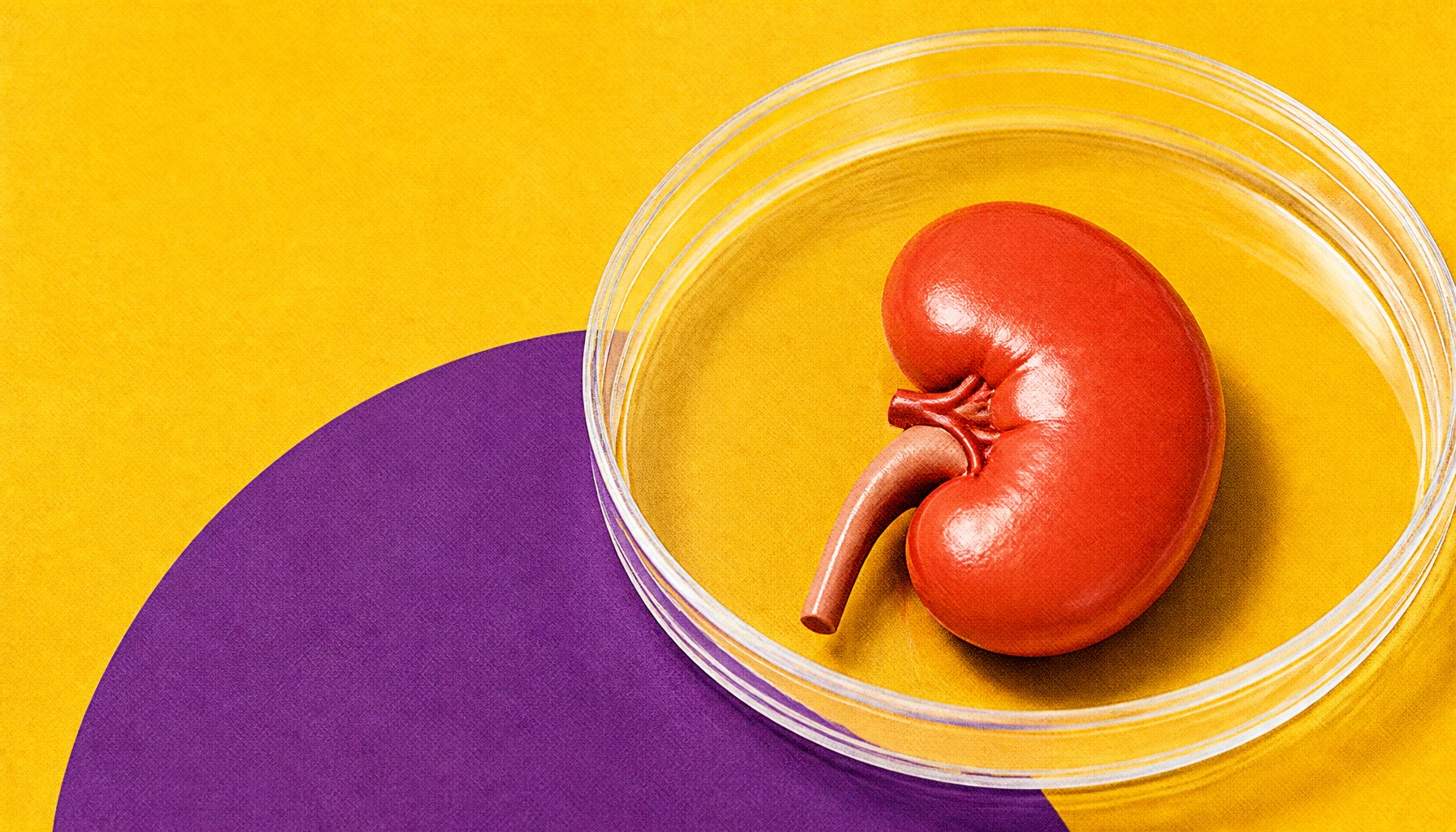 Tiny worm, big insights: How C. elegans is cracking the code on a deadly kidney disease mutation